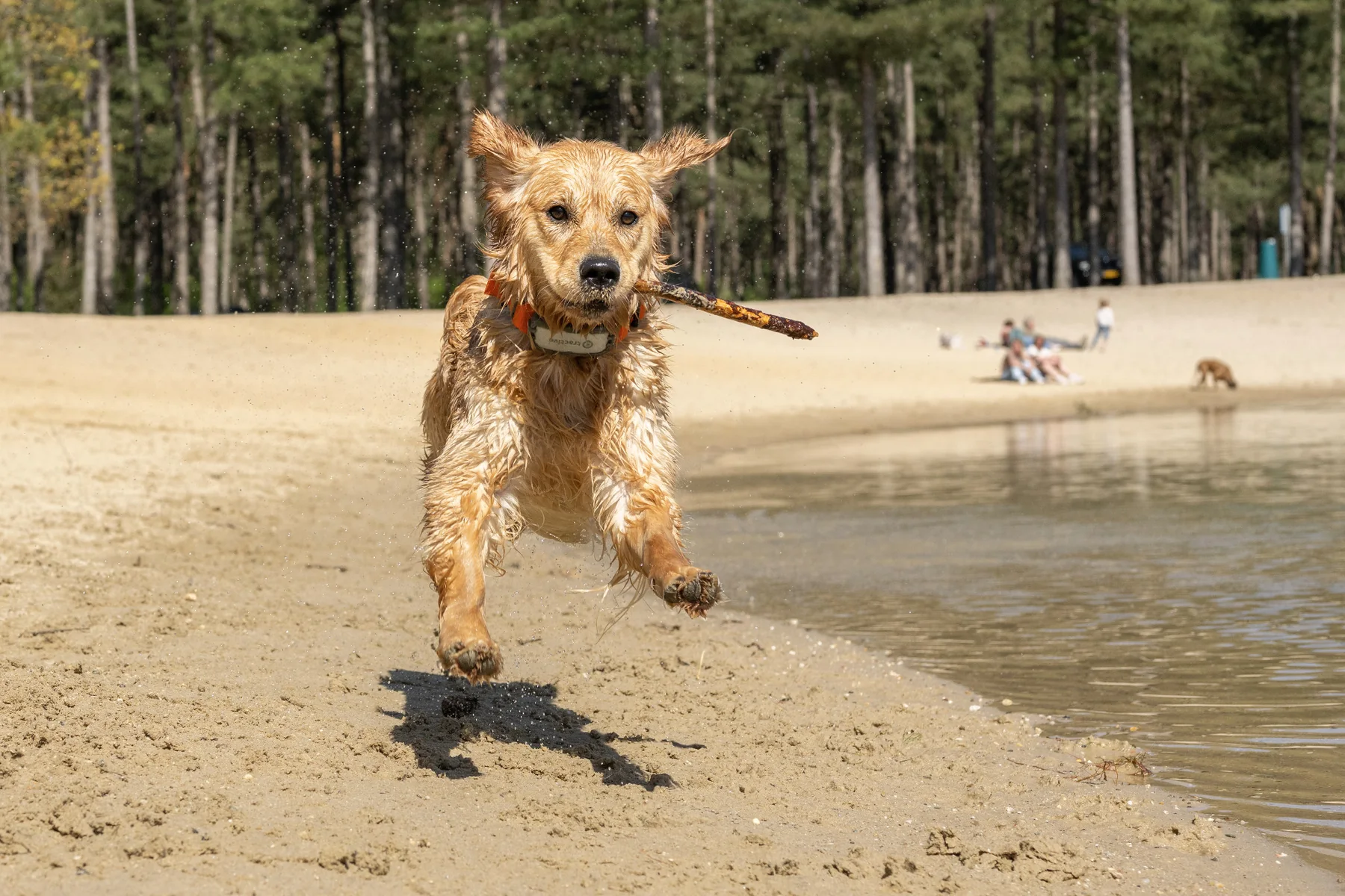 Bailey rent met een stok door het water