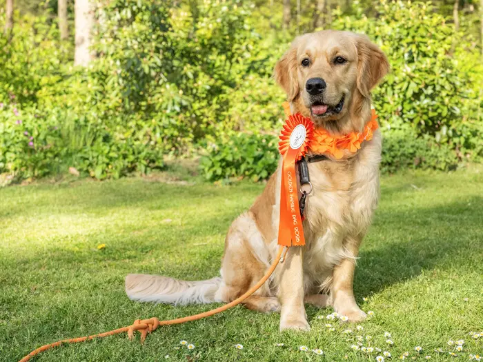 Bailey zit met een oranje rozet op het gras tijdens de Golden Familiedag 2026.