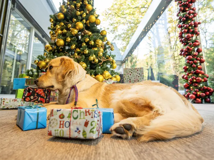 Bailey ligt bij de kerstboom en kijkt naar de versierde cadeaus in het hotel.