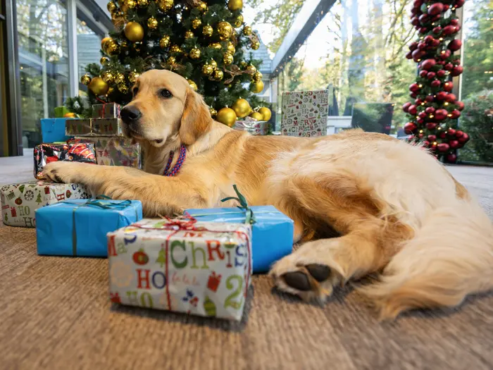 Bailey ligt ontspannen tussen de kerstversiering in het hotel in Nunspeet.