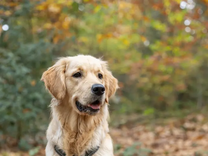 Bailey zit tussen de herfstbladeren in het bos bij Nunspeet.