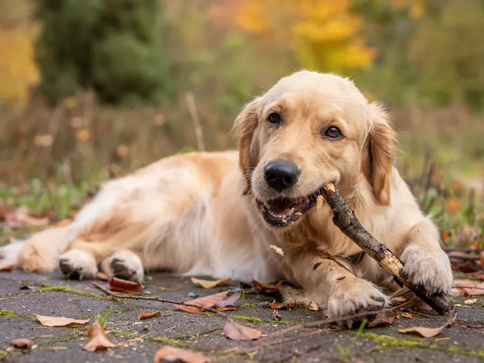 Bailey ligt in het bos bij Nunspeet met een stok tussen haar poten.