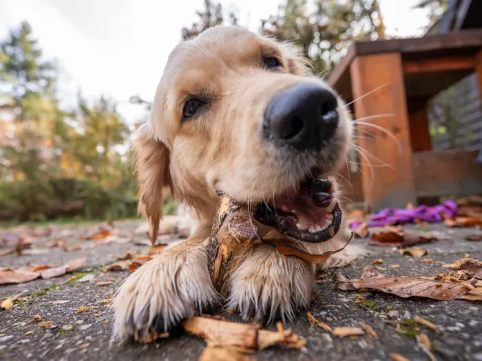 Bailey kijkt met een modderige neus vrolijk in de camera tijdens de vakantie in Nunspeet.