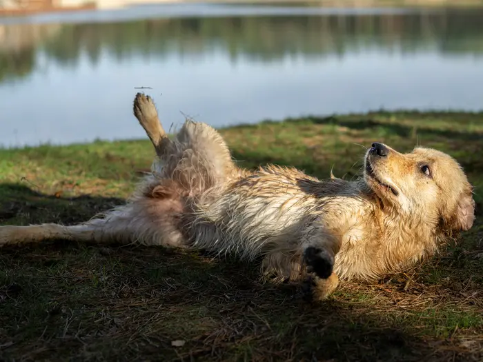 Bailey rolt ontspannen op haar rug bij het water in Nunspeet.