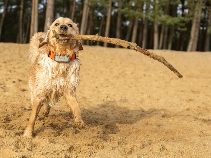 Bailey staat met een grote stok op het strand van De Zandenplas in Nunspeet.