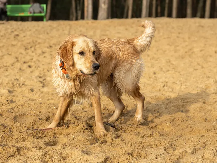 Bailey staat nat op het zand na het zwemmen in De Zandenplas in Nunspeet.