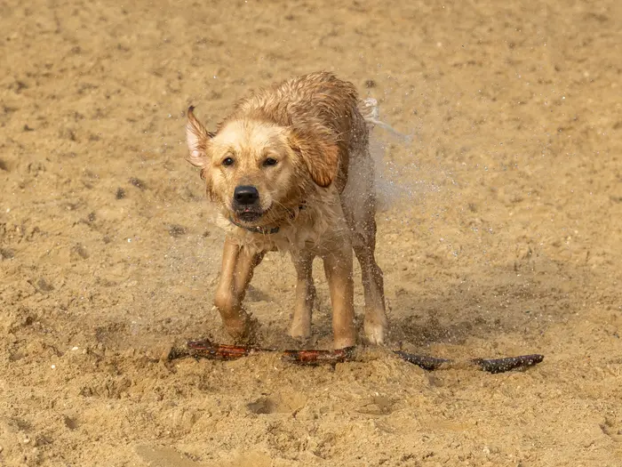 Bailey schudt het water uit haar vacht op het zand bij De Zandenplas in Nunspeet.