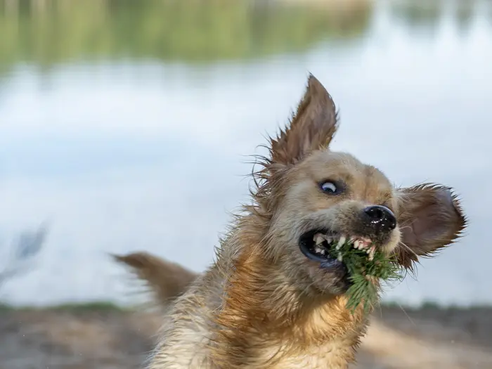 Een kleine hond rent tijdens een ontmoeting in Nunspeet met een takje in de bek.