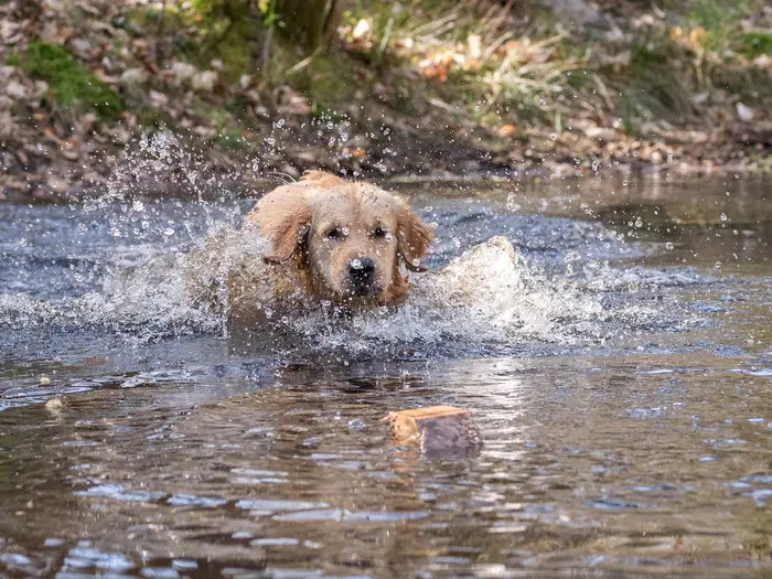 Bailey rent enthousiast door het water tijdens een vakantie in Nunspeet op 8 april 2026.