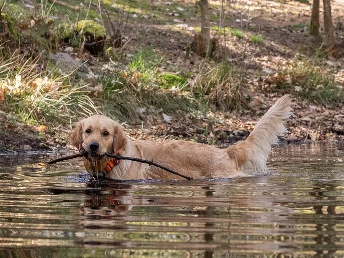 Bailey staat met een stok in het water tijdens een vakantie in Nunspeet op 8 april 2026.