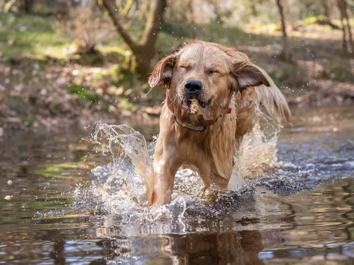 Bailey komt spetterend uit het water tijdens een vakantie in Nunspeet op 8 april 2026.