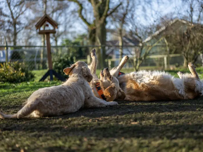 Bailey en een jonge Golden rollen spelend door de tuin van 't Olde Klooster tijdens een puppydag op 28 december 2025.