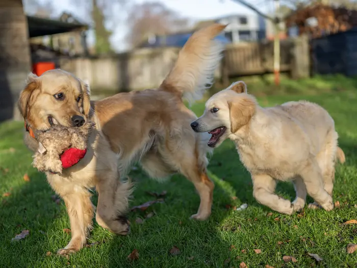 Bailey speelt met een jonge Golden in de tuin van 't Olde Klooster tijdens een puppydag op 28 december 2025.